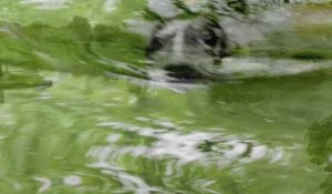  Houlle: un phoque aperçu dans les eaux du marais audomarois