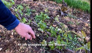 Champagne : Le vignoble de Chézy-sur-Marne ravagé par un orage de grêle