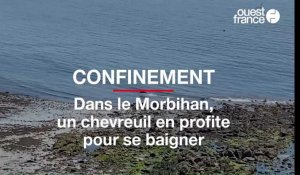 En période de confinement, un chevreuil en profite pour se baigner dans le Morbihan