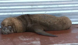 Des otaries se reposent dans les zones commerciales du port d'Argentine