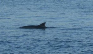 Coronavirus: en Turquie confinée, les dauphins profitent d'un trafic réduit sur le Bosphore