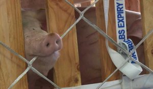 De Brest en Chine, voyage "VIP" pour 1.000 cochons reproducteurs