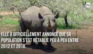 Victoire pour la conservation de rhinocéros noirs africains avec une croissance annuelle de 2,5%