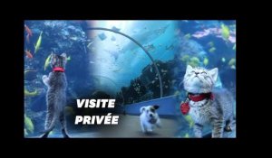 Pendant le confinement, un aquarium privatisé pour chatons et chiots