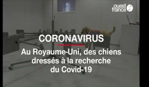 Au Royaume-Uni, des chiens dressés à la recherche du coronavirus