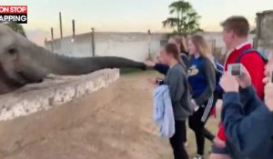 Zambie : Un éléphant frappe violemment une touriste en plein visage (Vidéo)