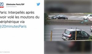 Paris : Six moutons du périphérique dérobés en pleine nuit, deux suspects interpellés