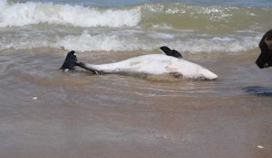 Un marsouin retrouvé échouer sur la plage de Blériot
