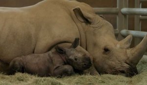 Naissance d'un rhinocéros blanc conçu par insémination