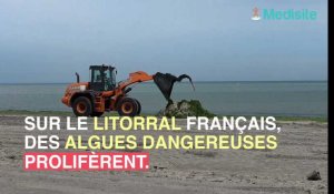 Alerte ! Prolifération d'algues sur tout le littoral français