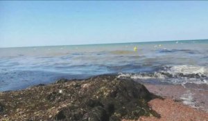 En Normandie, les algues dégagent une odeur nauséabonde