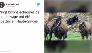 Haute-Savoie : Vingt bisons divaguant près de Megève vont être abattus