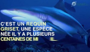 L'attaque d'un énorme requin préhistorique