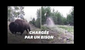 Un bison attaque une petite fille au parc de Yellowstone