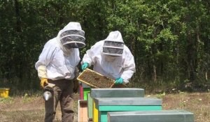 La canicule affecte aussi les abeilles et les apiculteurs