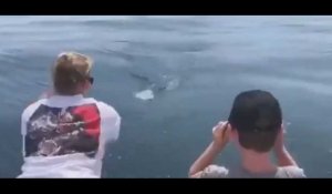 Un requin blanc frappe le bateau d'une famille en pleine partie de pêche (vidéo) 