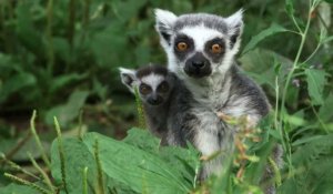 Naissance d'un maki catta dans un zoo de Vienne