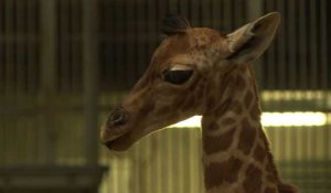 Un girafon né au parc zoologique de Paris