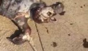 Martigues : un cadavre de tortue repêche à La Couronne-Vieille