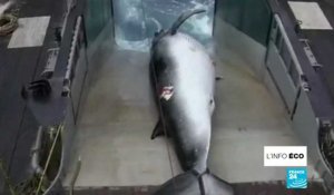 La Japon autorise à nouveau la pêche à la baleine