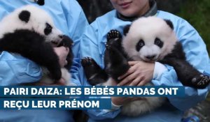 Pairi Daiza : les bébés pandas ont reçu leur prénom 