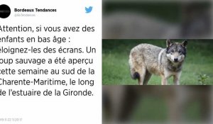 Un loup identifié en Charente-Maritime, une première dans ce département