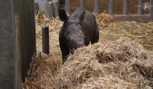 Pairi Daiza: un petit rhinocéros blanc est né