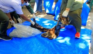Indonésie: un homme arrêté en tentant de vendre la peau d'un tigre de Sumatra