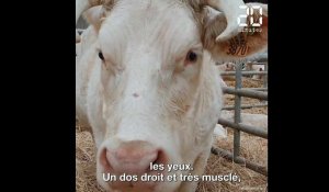 Salon de l'agriculture 2020 : Idéale, la vache égérie du Charolais, emblème d'un secteur en crise