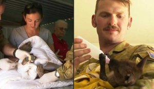 L'armée australienne vient au secours de la vie sauvage meurtrie par les incendies