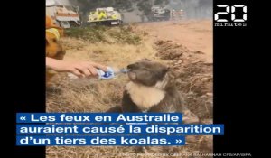 Un tiers des koalas auraient disparu à cause des incendies en Australie ? Pourquoi cette affirmation est incomplète