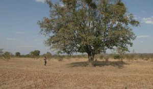 Au Zimbabwe, la sécheresse fait peser la menace de la famine