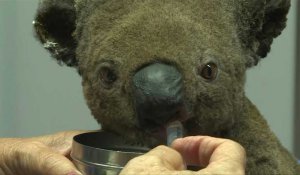 Australie: deux koalas sauvés d'un feu de brousse