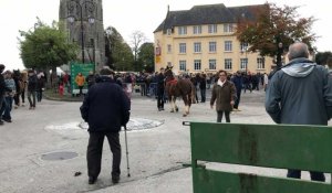 Revivez la 18e foire aux chevaux de Carhaix