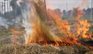 Des fermiers indiens continuent les brûlis malgré la pollution de l'air