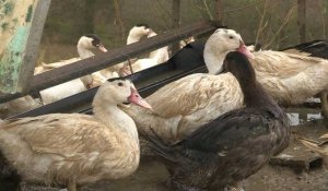 Le foie gras français en forme malgré l'interdiction new-yorkaise et les végans