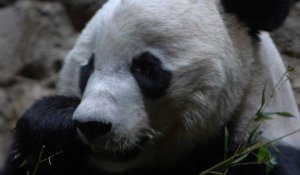 Bye bye Bei Bei: le zoo de Washington dit adieu à son bébé panda