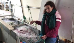 Des filets de pêche biodégradables bientôt testés à Boulogne-sur-Mer