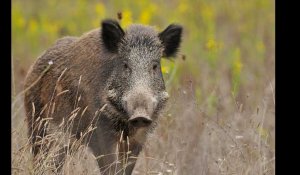 La partie de chasse dérape dans les Ardennes, 158 sangliers tués