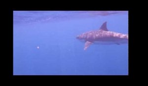 Une vidéo sous-marine du grand requin blanc