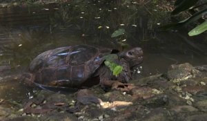 Bangladesh: nouvel espoir pour une tortue menacée d'extinction