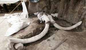 Découverte majeure de restes de mammouths au Mexique