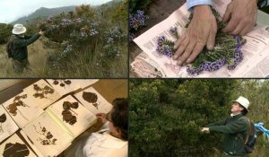Face à la déforestation, un botaniste sauve la "mémoire verte" de la Colombie