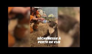 Ces pompiers ont désaltéré un Koala assoiffé au milieu des feux en Australie