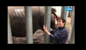 Zoo La Flèche rhinocéros indiens
