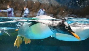 Covid-19 : à Hong Kong, les pingouins de l'Ocean Park restent au frais