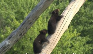 Au parc Sainte-Croix, première sortie en public pour deux oursonnes pas peureuses !