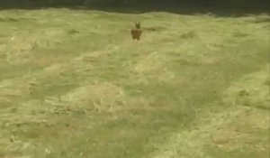 Cet agriculteur sauve Bambi d'une mort certaine