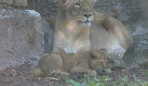 Naissance de deux lions asiatiques femelles au Parc zoologique de Rome