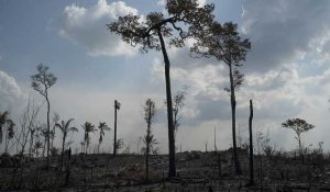 Brésil : déforestation record de l'Amazonie au premier semestre